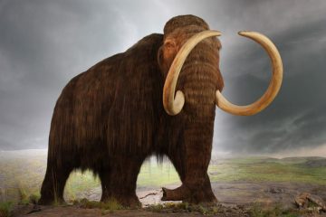 Wooly Mammoth